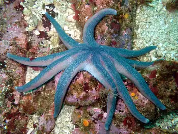 Striped Sun Star