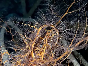 giant basket star