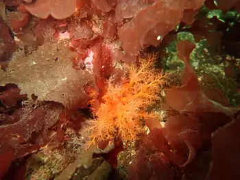 Red Sea Cucumber