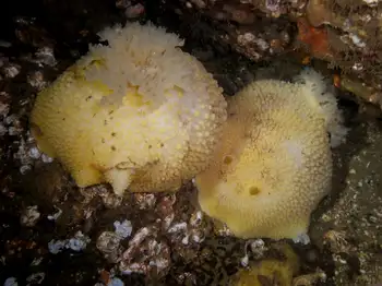 Monterey Sea Lemons
