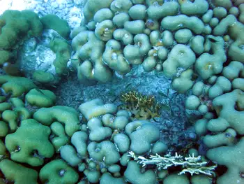smooth star coral