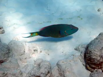 Stoplight Parrotfish
