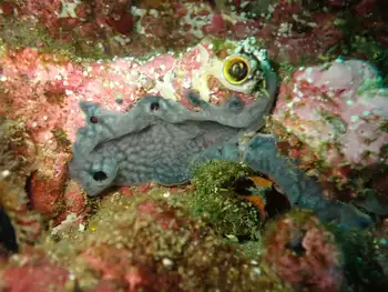 Sponge