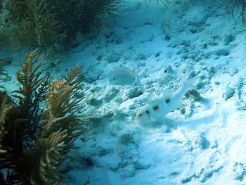 Goatfish