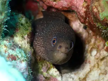 Goldentail Moray Eel