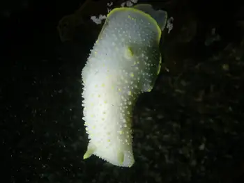Yellow Rimmed Nudibranch