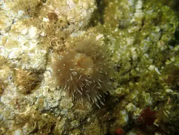 Anemone