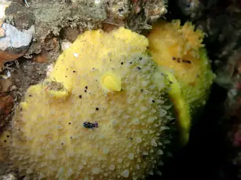 Monterey Sea Lemons
