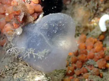 Tunicate