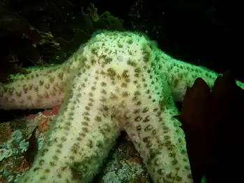 Giant Pink Star