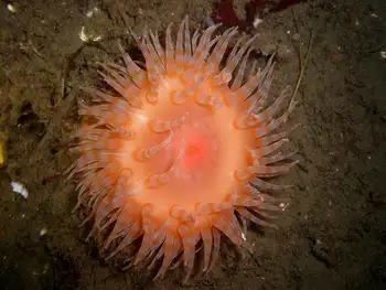 Painted Anemone