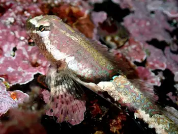 Sculpin