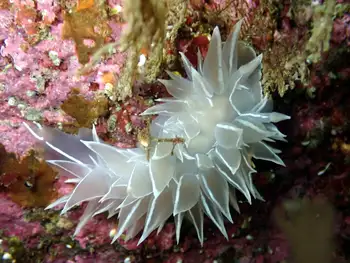 alabaster nudibranch