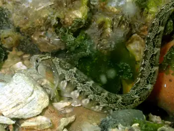 Saddleback Gunnel
