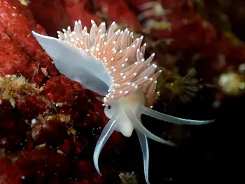 Red Flabellina Nudibranch