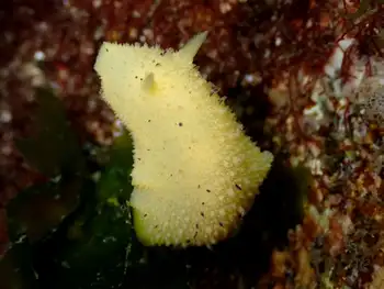 Heath's Dorid