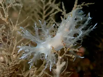 Dall's Dendronotid