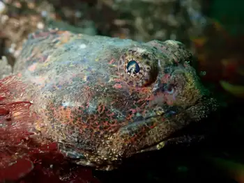 Buffalo Sculpin