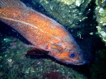 Vermilion Rockfish