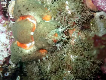 Rhinoceros Crab