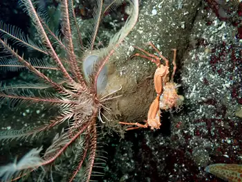 Northwest Feather Star