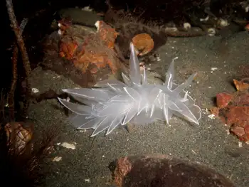 Alabaster Nudibranch
