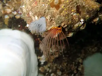 Giant Acorn Barnacle