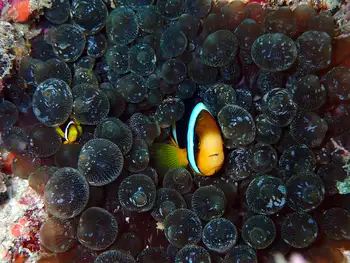 yellowtail clownfish