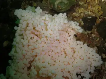 Eggs Lingcod