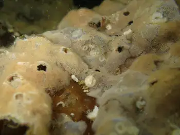 Kelp Lace Bryozoans