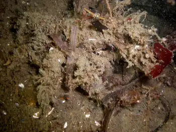 Graceful Decorator Crab