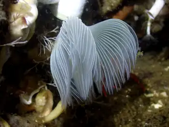 Feather Duster Worm