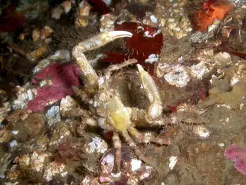 Sharp Nosed Crab