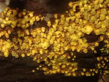 Yellow Boring Sponge