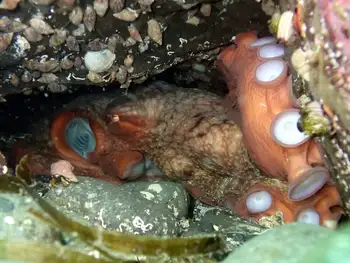 Giant Pacific Octopus
