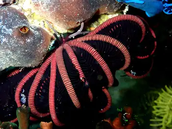Spinose Feather Star