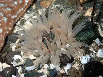 Stubby Rose Anemone