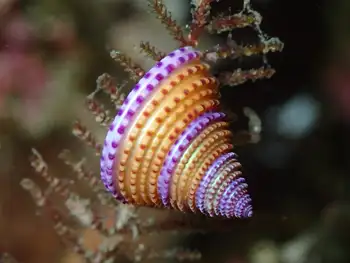 purple ringed top snail