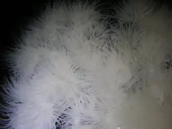 Metridium Anemone