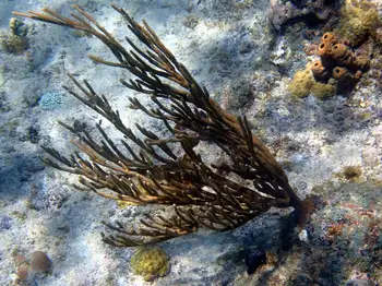 Coral