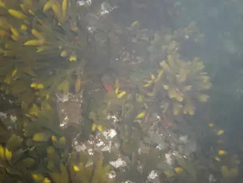 Northern Kelp Crab