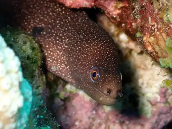 Goldentail Moray Eel