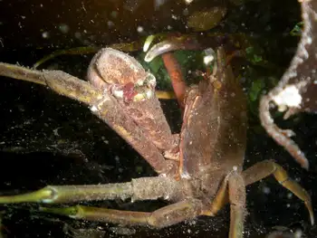 Northern Kelp Crab