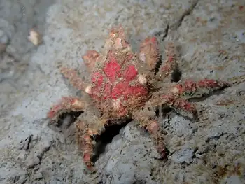 Moss Crab