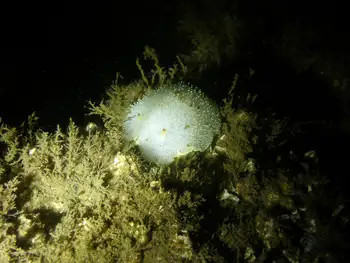Nanaimo Nudibranch