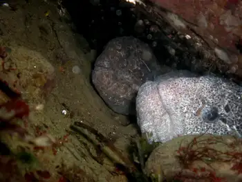 Wolf Eels