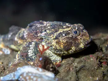 buffalo sculpin