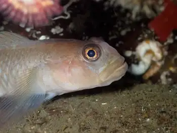 Blackeye Goby