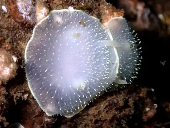 modest cadlina nudibranch