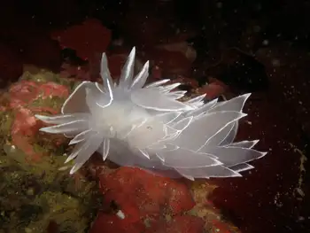 Alabaster Nudibranch